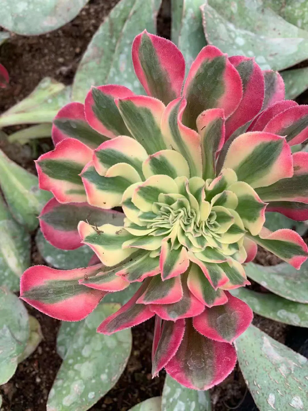 Natural Plants Succulent Aeonium Pink Witch Crested