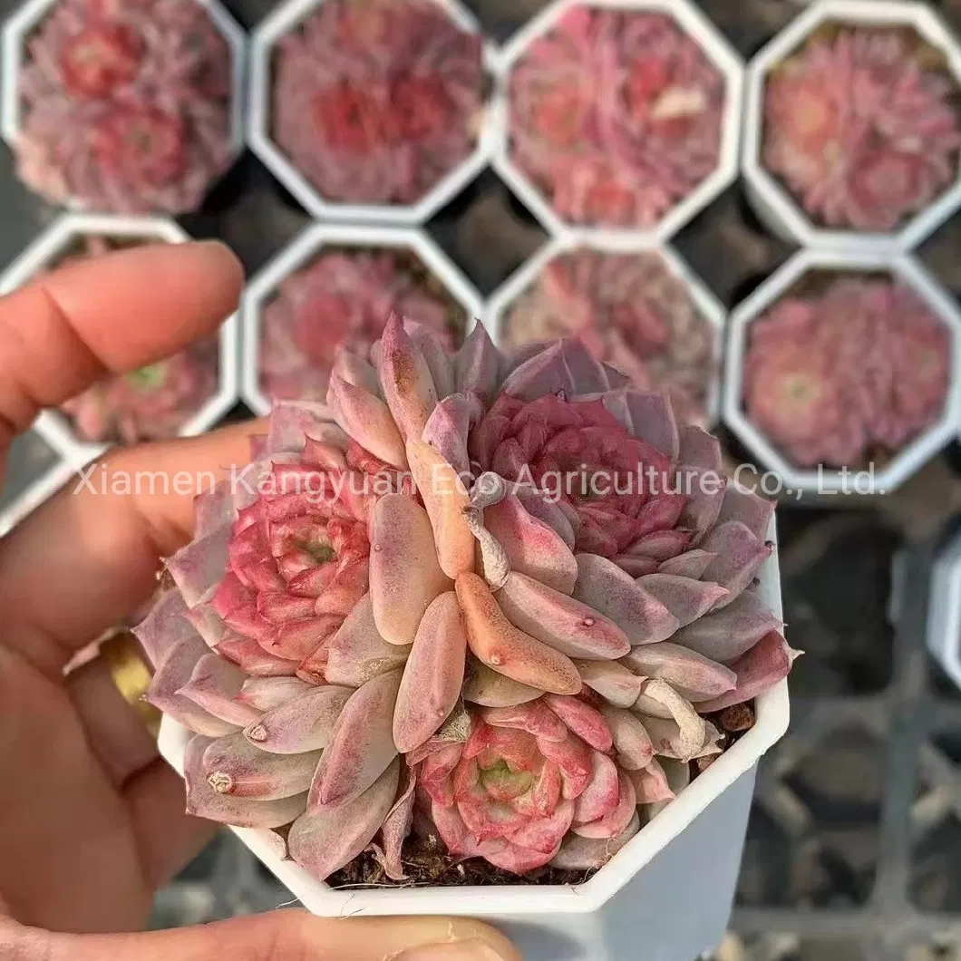 Beautiful Various Real Korea Succulents