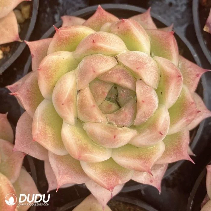 Dudu Real Wholesale Echeveria Yuntai Straw Natural Live Succulent