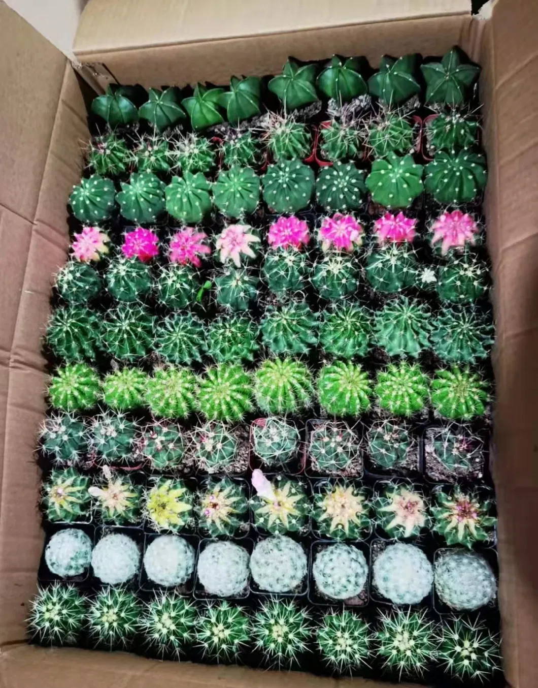 Hot Sale Home Decoration Mixed Varieties Cactus Succulents Plants for Wholesale