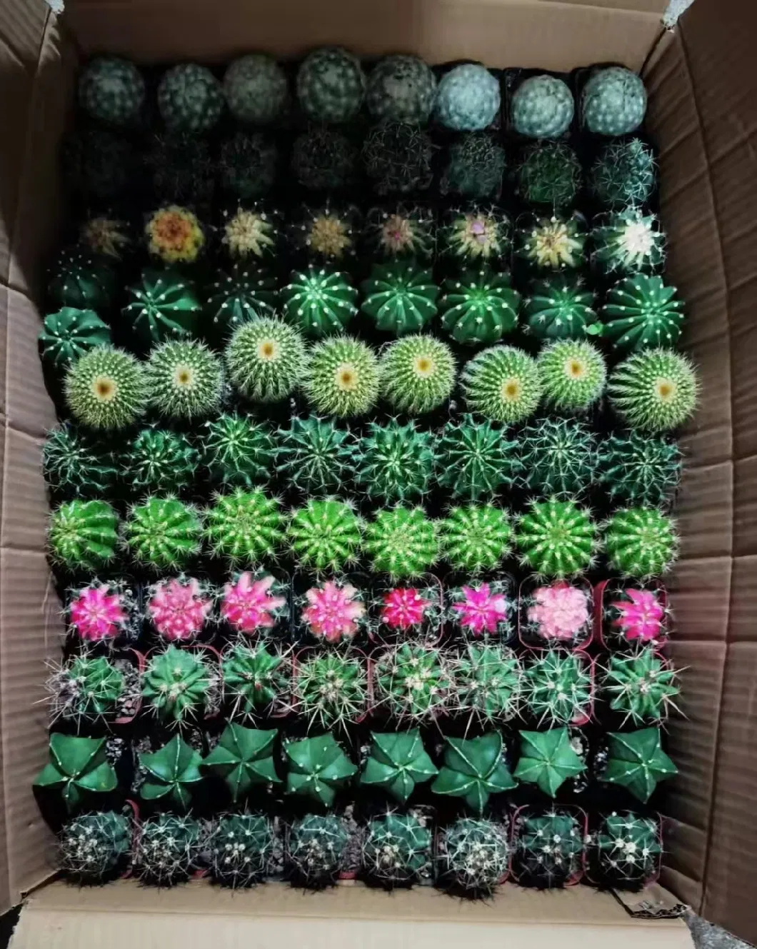 Hot Sale Home Decoration Mixed Varieties Cactus Succulents Plants for Wholesale