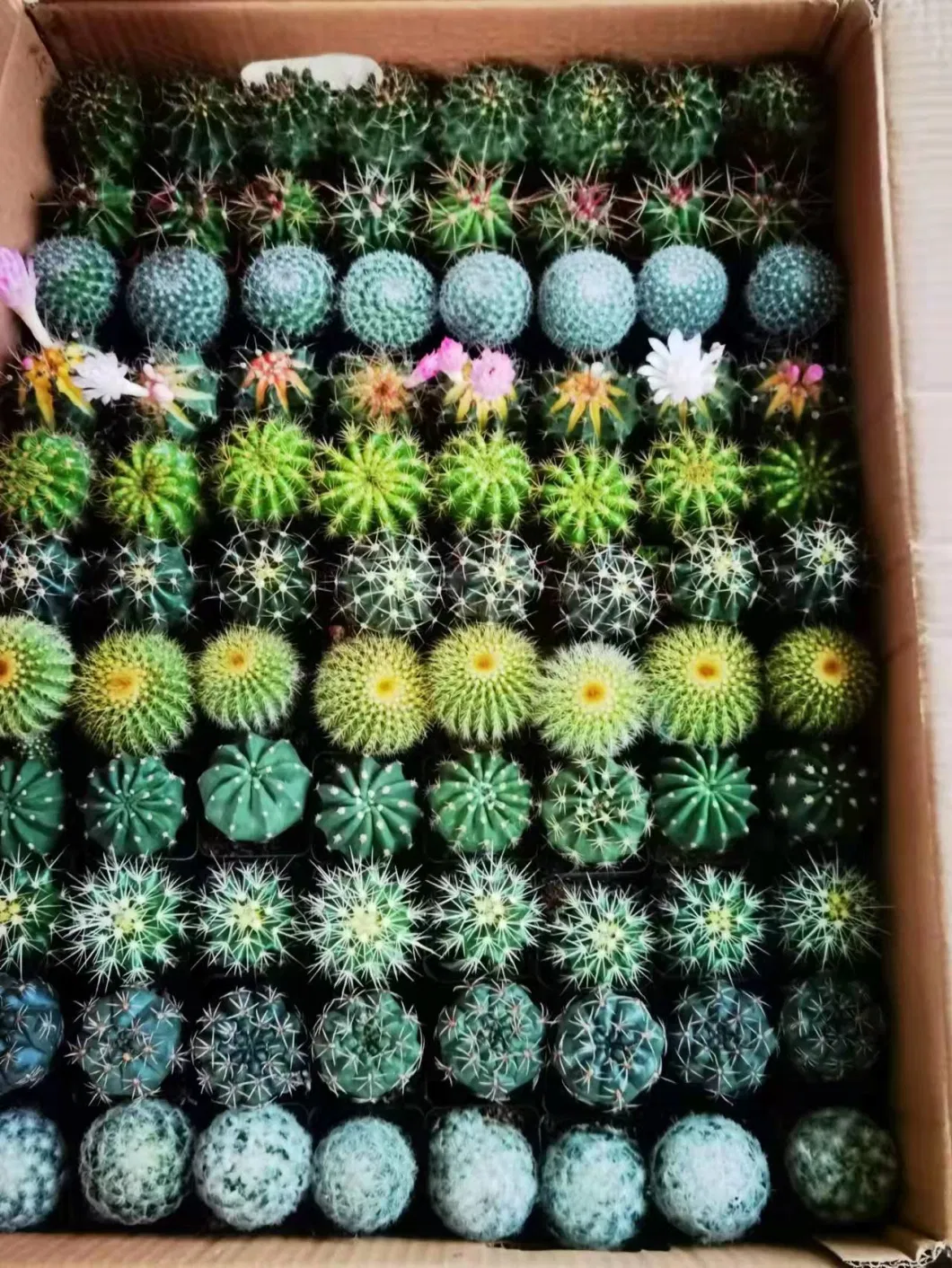 Hot Sale Home Decoration Mixed Varieties Cactus Succulents Plants for Wholesale