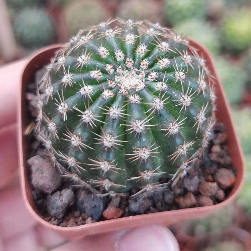 Dudu New Arrival China Cheap Cactus Lobivia Yellow Natural Live Succulent