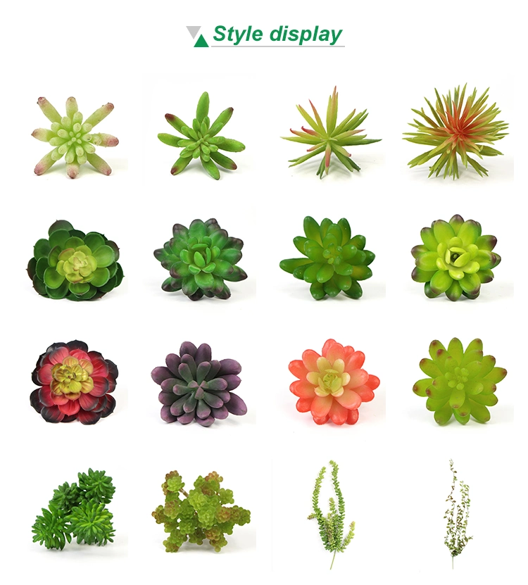 Ins Indoor Diversified Durable Succulent Plants Live for Home Office Decor