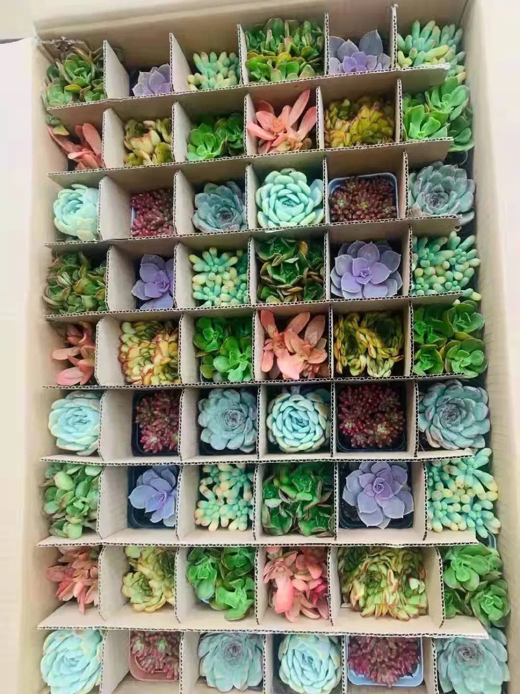 Hot Sale Home Decoration Mixed Varieties Cactus Succulents Plants for Wholesale