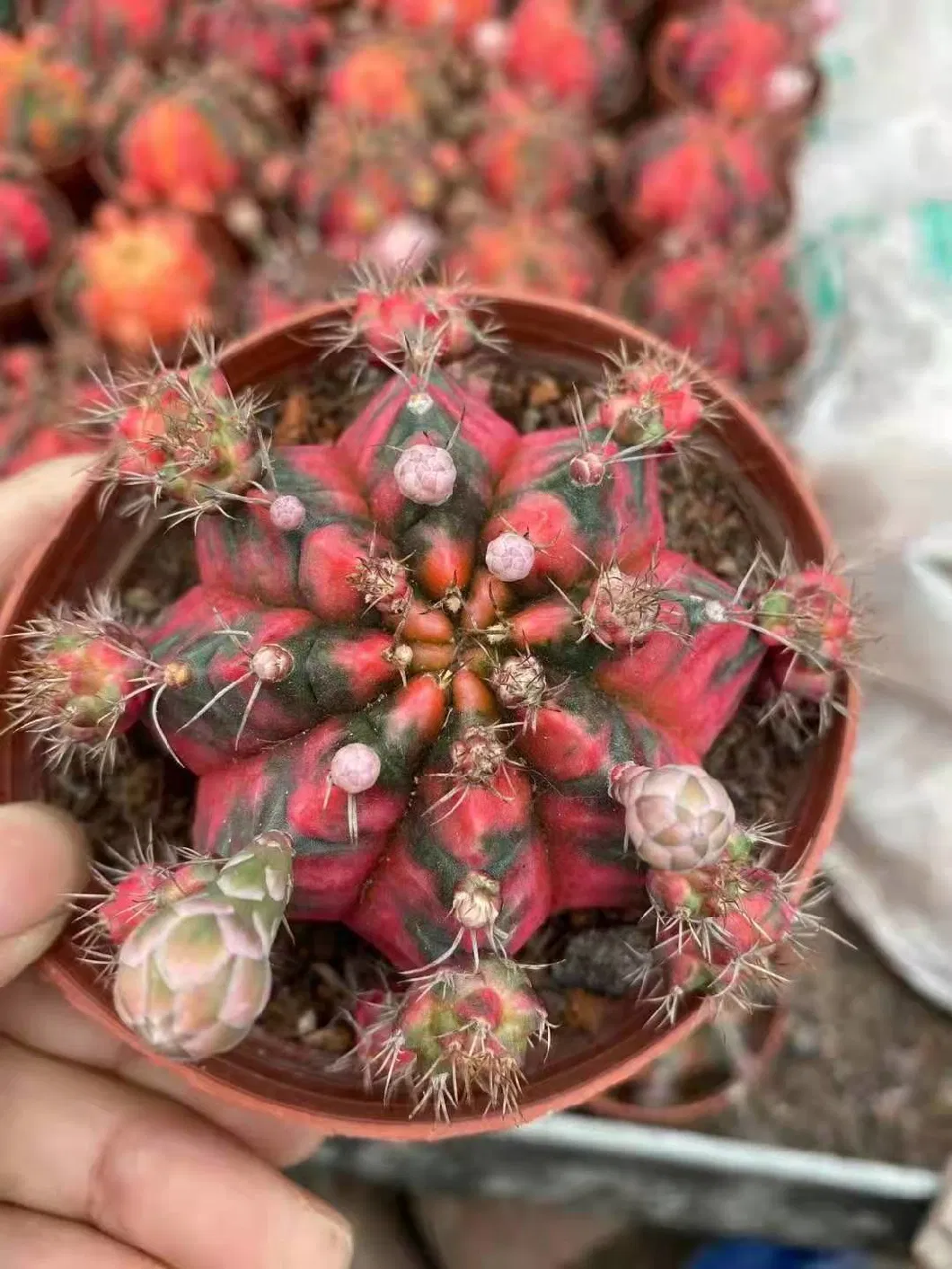 Good Quality Live Plants Cactus Astrophytum Asterias for Office Decoration