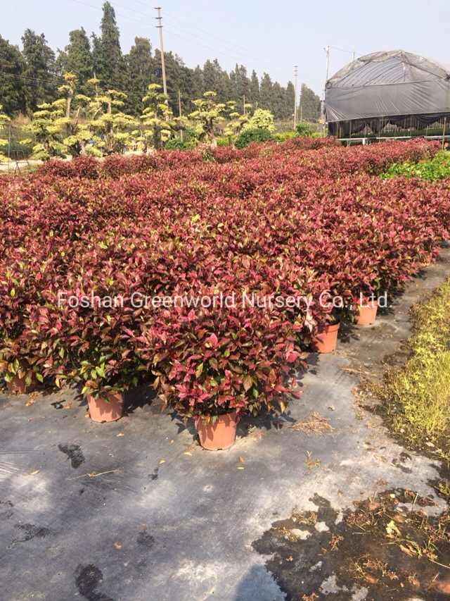 Hibiscus Rosea Shrub Tree China Manufacturer