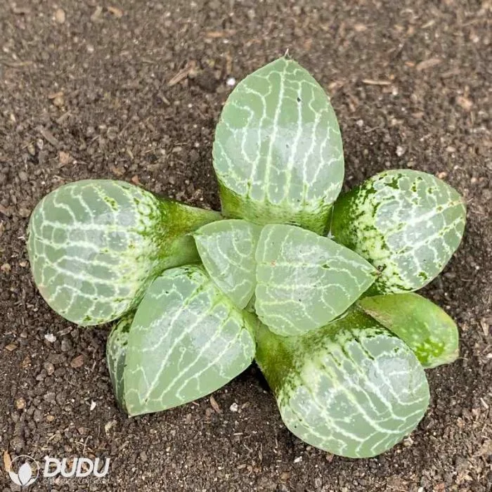 Dudu Pretty Emelyae Compto101 Haworthia Natural Live Succulent