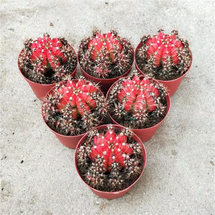 Gymnocalycium Anisitsii Variegata Glory Cactus Bonsai