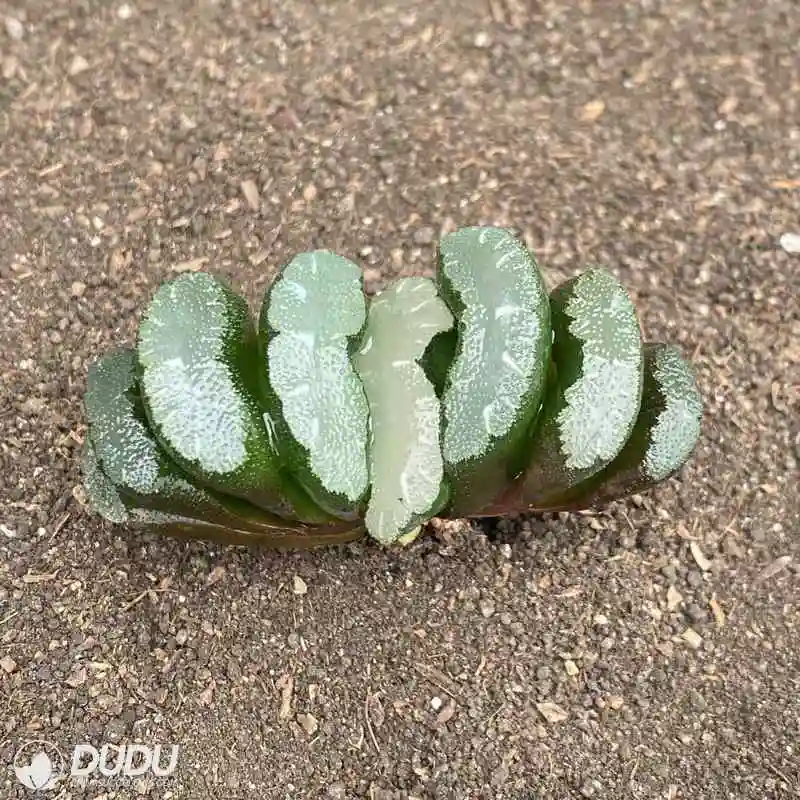 Dudu New Arrival Popular Overlord Jade Fan Haworthia Natural Live Succulent