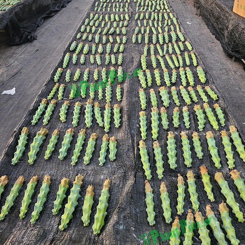 Bonsai Cactus Live Nursery Plants Lophocereus Schottii Var. Monstrosus Succulents Decoration