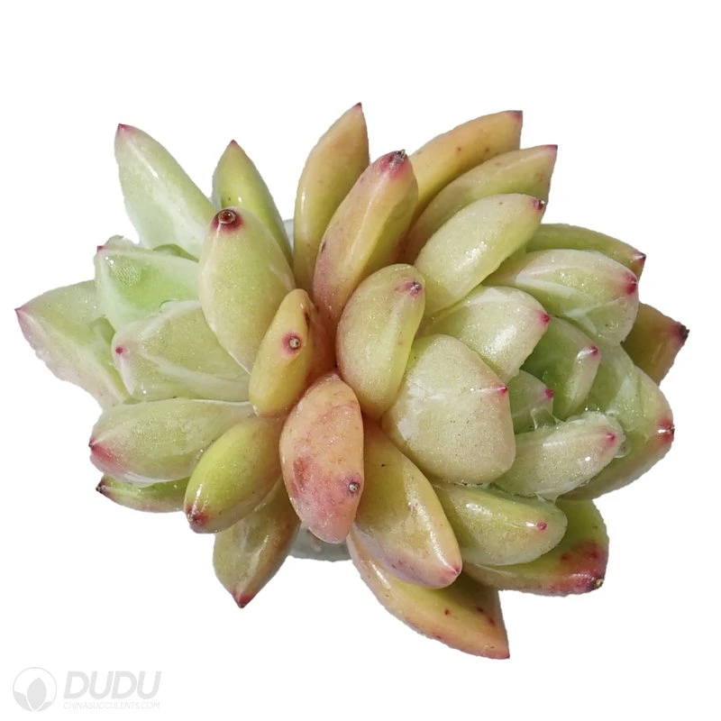 Dudu Colorful New Arrival Champagne Double Head Echeveria Natural Live Succulent