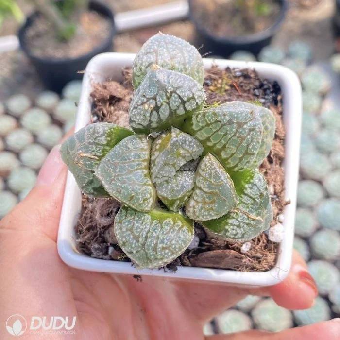 Dudu Hot Sale China Nursery Cheap Haworthia Mordor Echeveria/Lithop/Haworthia/Cactus Succulent Plant