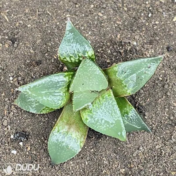 Dudu New Arrival Badia Hybrid Haworthia Live Succulent Plants