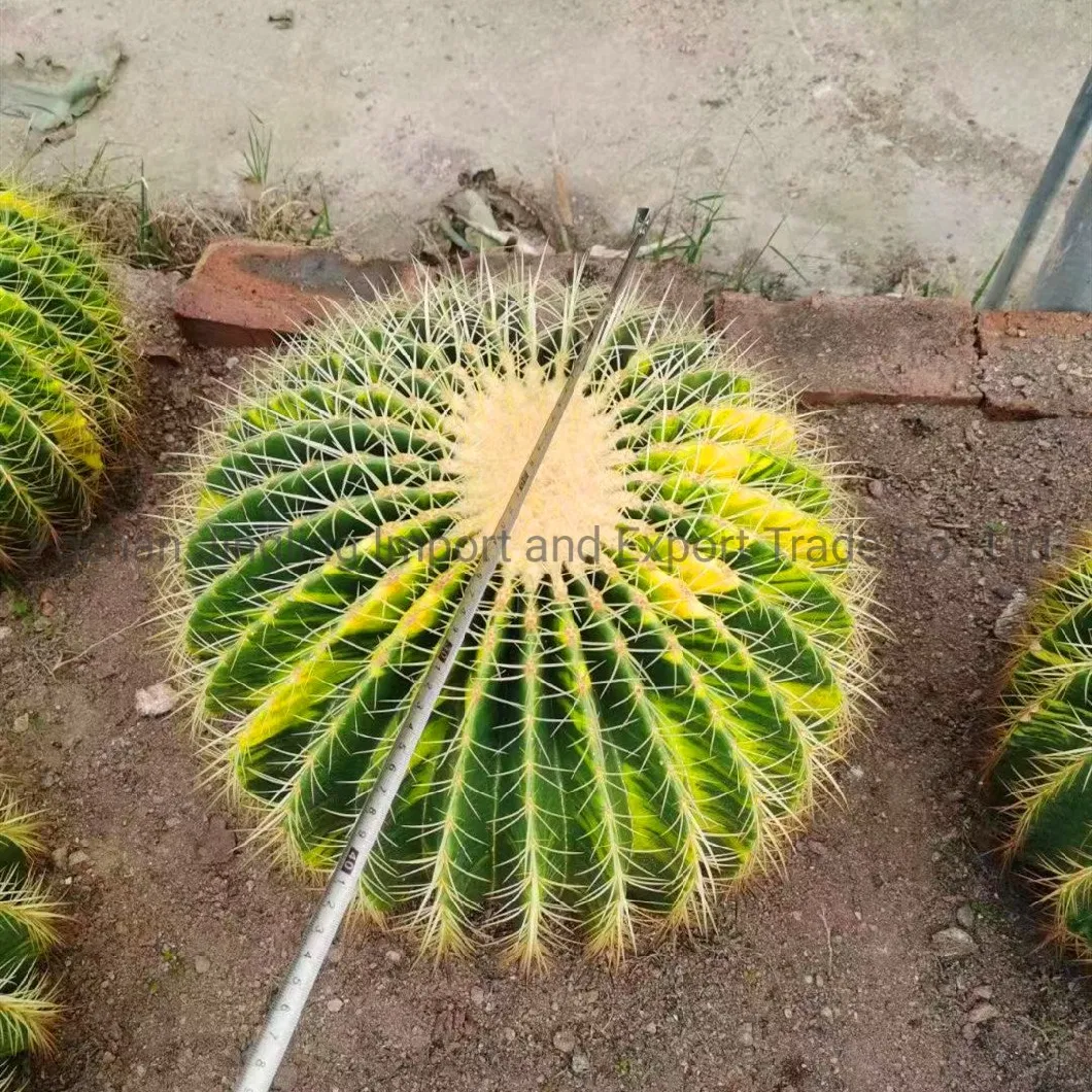 Echinocactus Grusonii Variegated Rare Live Cactus Golden Barrel Indoor Plant