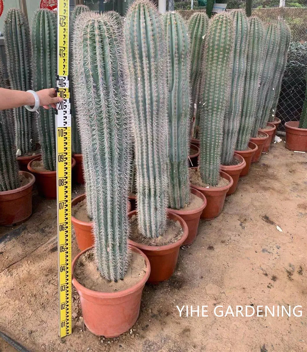 High Quality Pachycereus Pringlei Cactus Live Plants