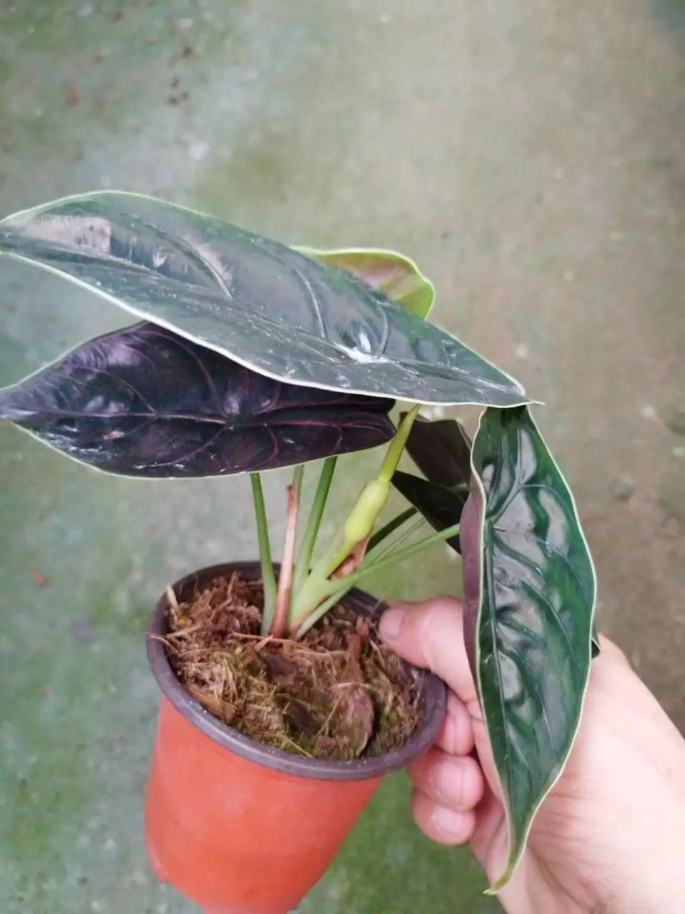 Wholesale Alocasia Azlanii Living Plants