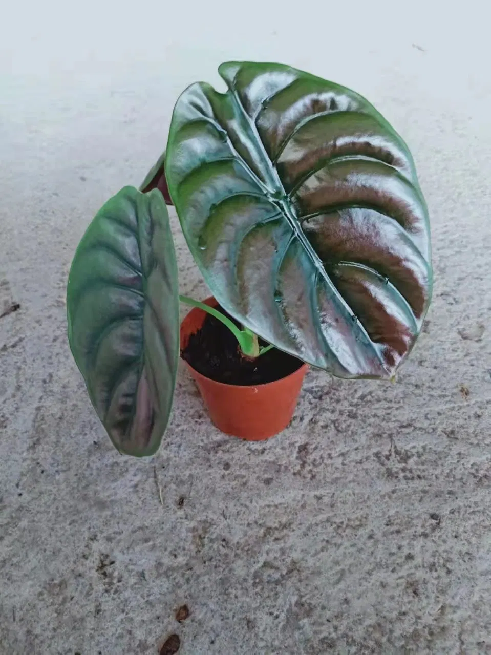 Wholesale Nursery Alocasia Cuprea &prime; Red Secret&prime; Living Plants