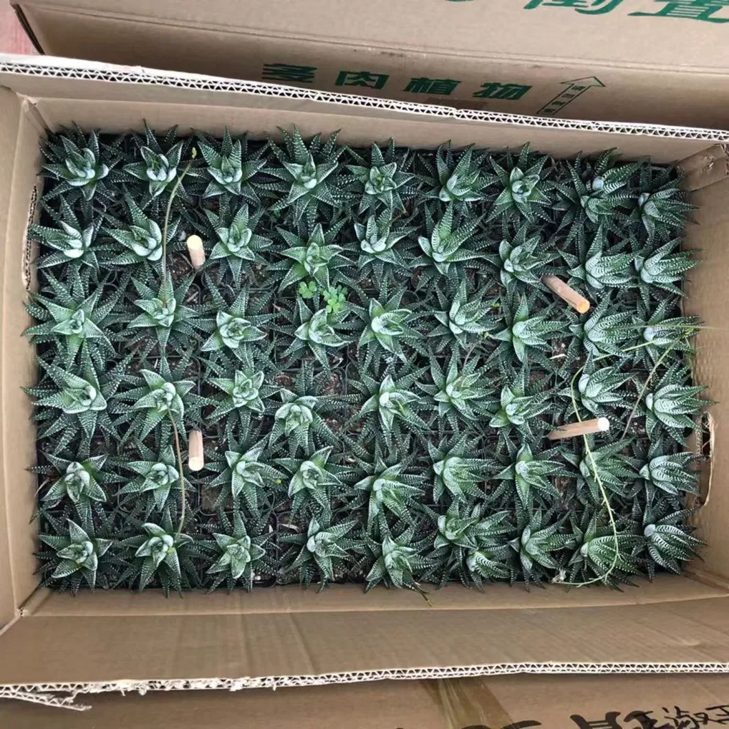 Haworthia Papillosa Castus Live Plants Indoor Decoration Wholesale