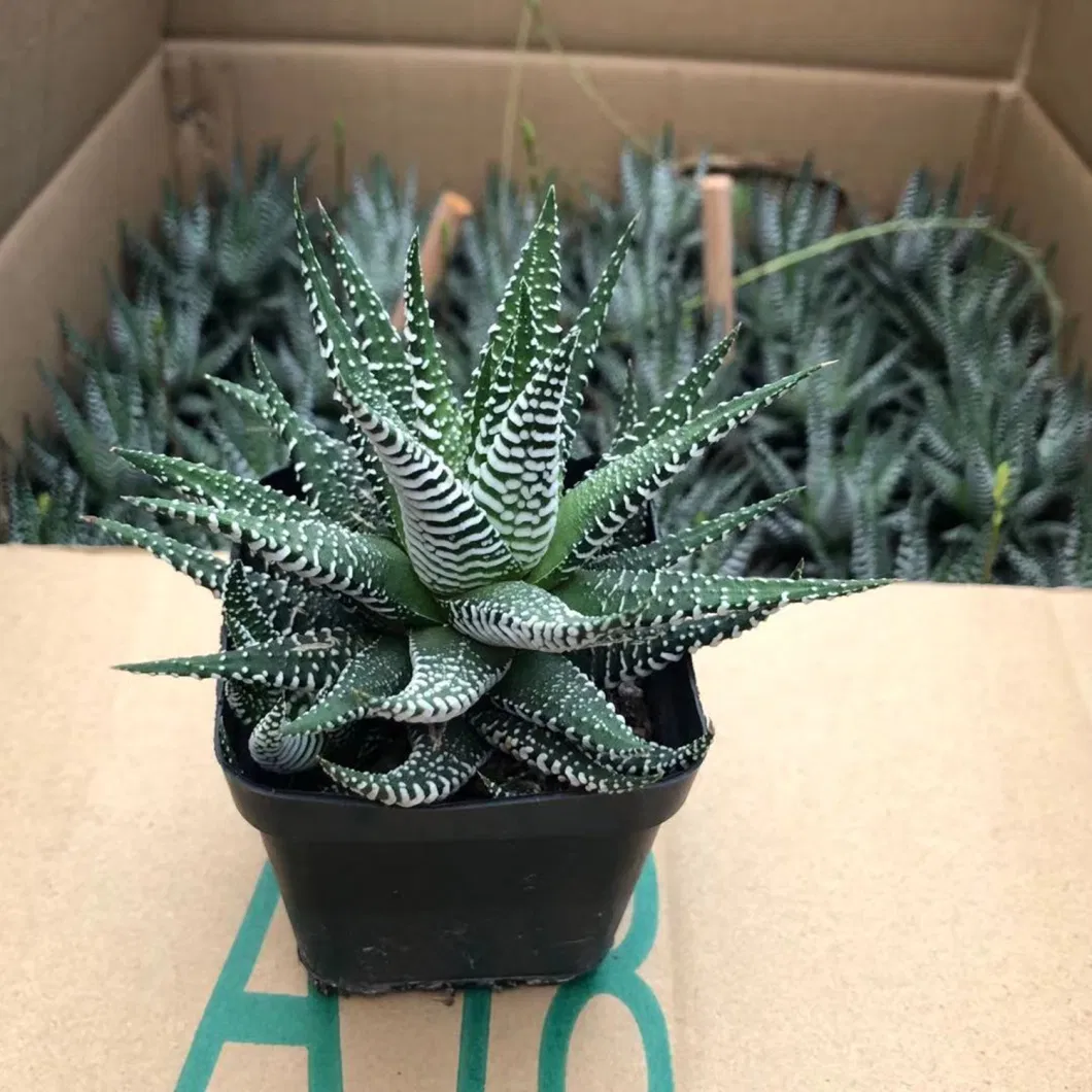 Haworthia Papillosa Castus Live Plants Indoor Decoration Wholesale