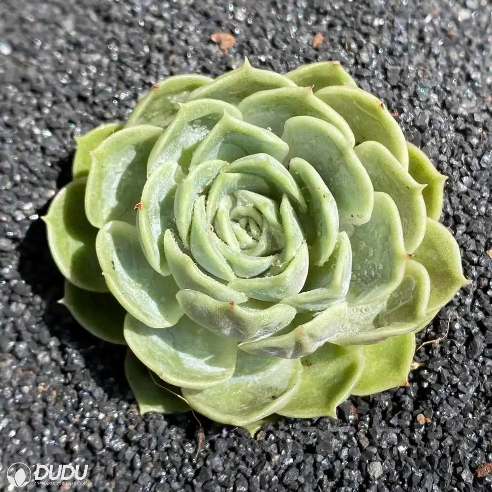 Dudu Hot Sale Real Onslow Echeveria Natural Live Succulent