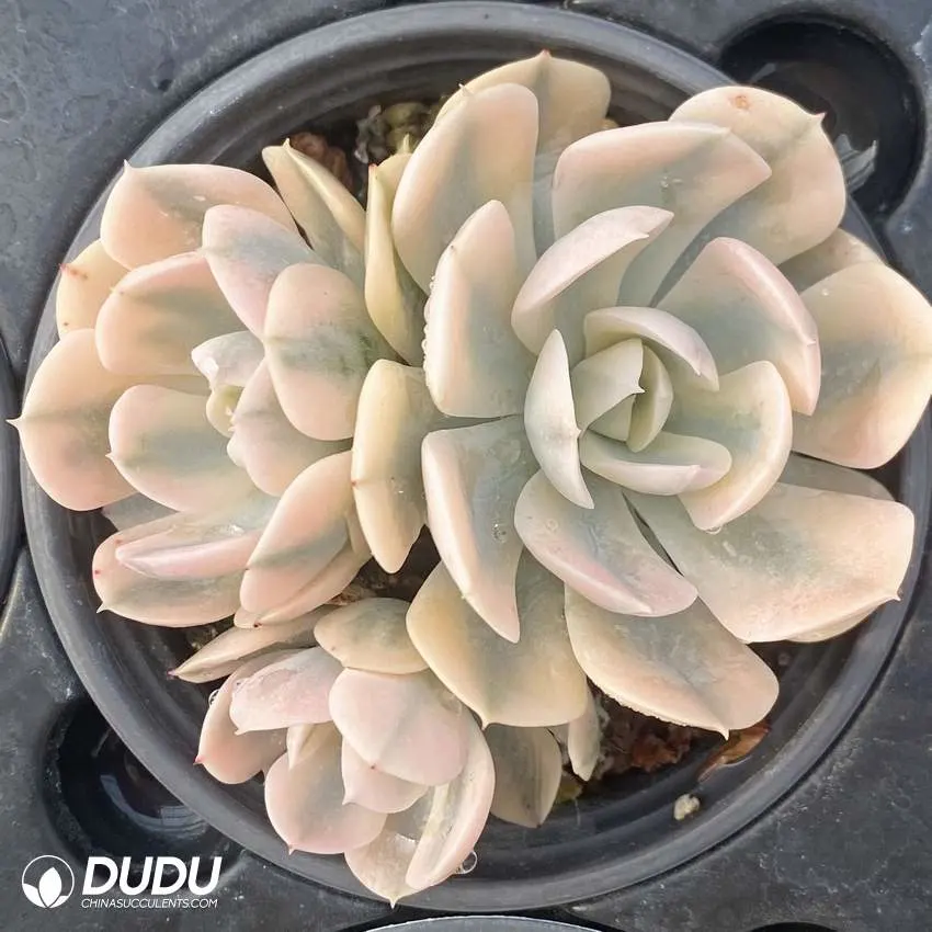 Dudu Hot Sale Nursery Lu&prime;s Variegate Clustering Echeveria Natural Live Succulent