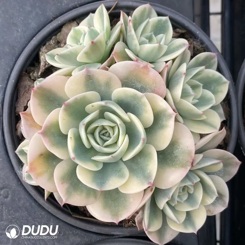 Dudu Live Plants Hot Sale Lenore Dean Variegate Echeveria Natural Live Succulent