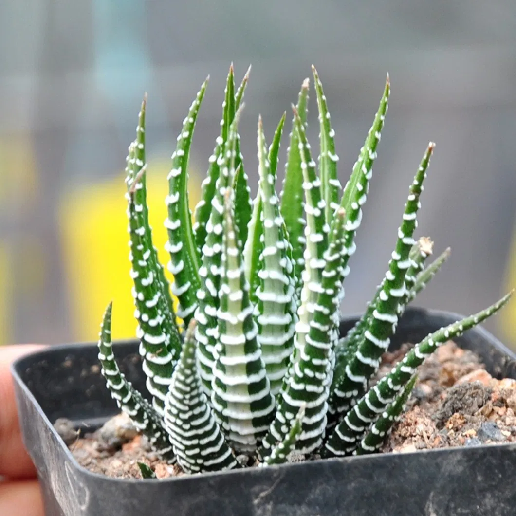 Haworthia Papillosa Cactus Live Plant Flowers Decoration Cactus Extract Tissue Culture