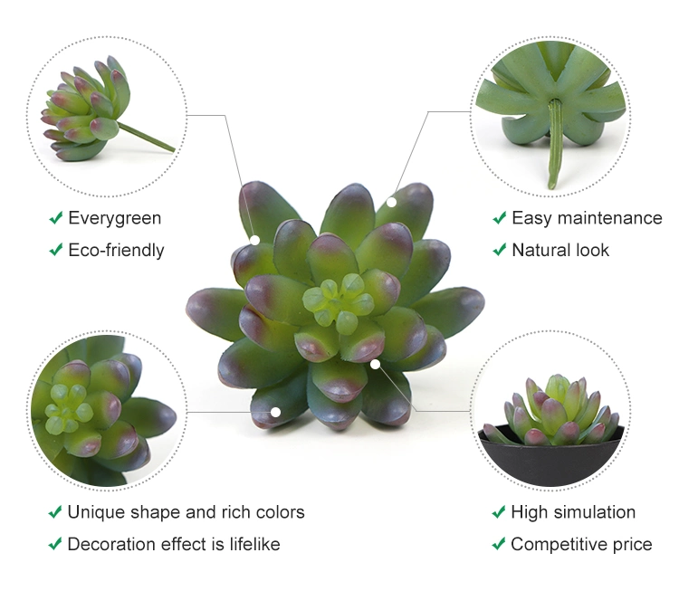 Sunwing Natural Looking Easy Care Small Succulent Plants for Making a Gift