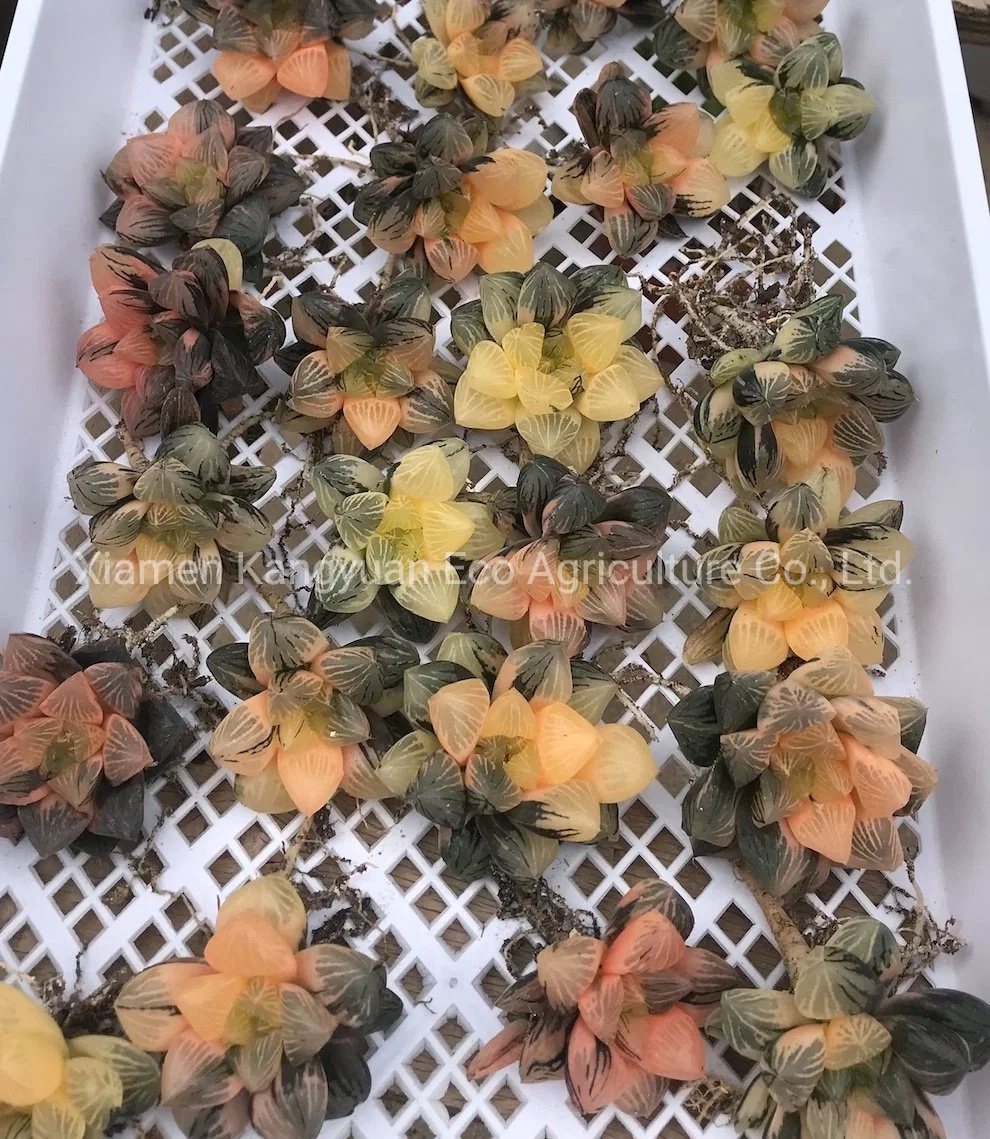 Rare Succulent Indoor Plant Haworthia Nursery