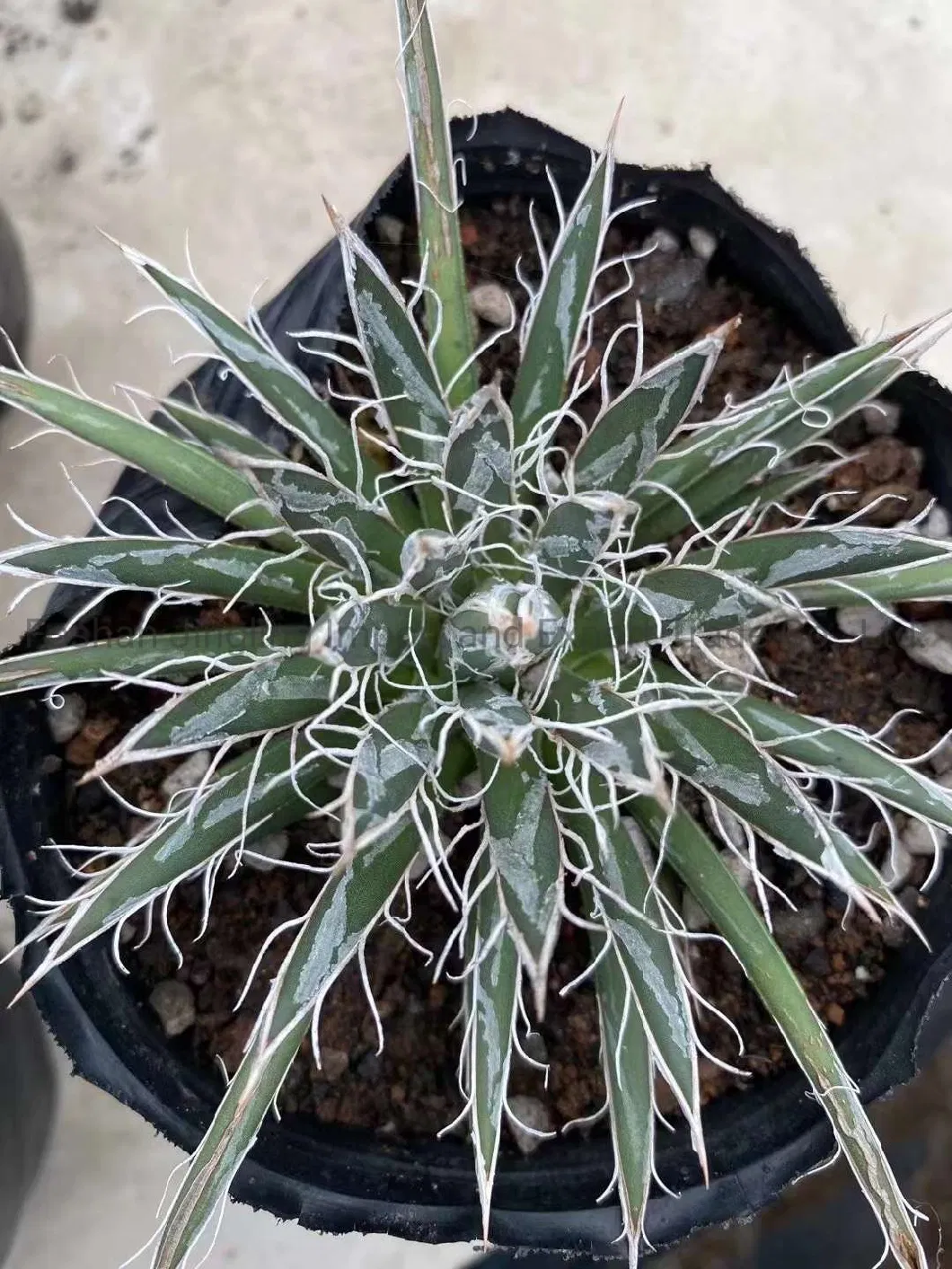 Agave Indoor Plants Agave Titanota Cactus and Succulent