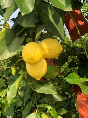 Lemon Favorable Prices Fresh Yellow Juicy Lemons Supplier