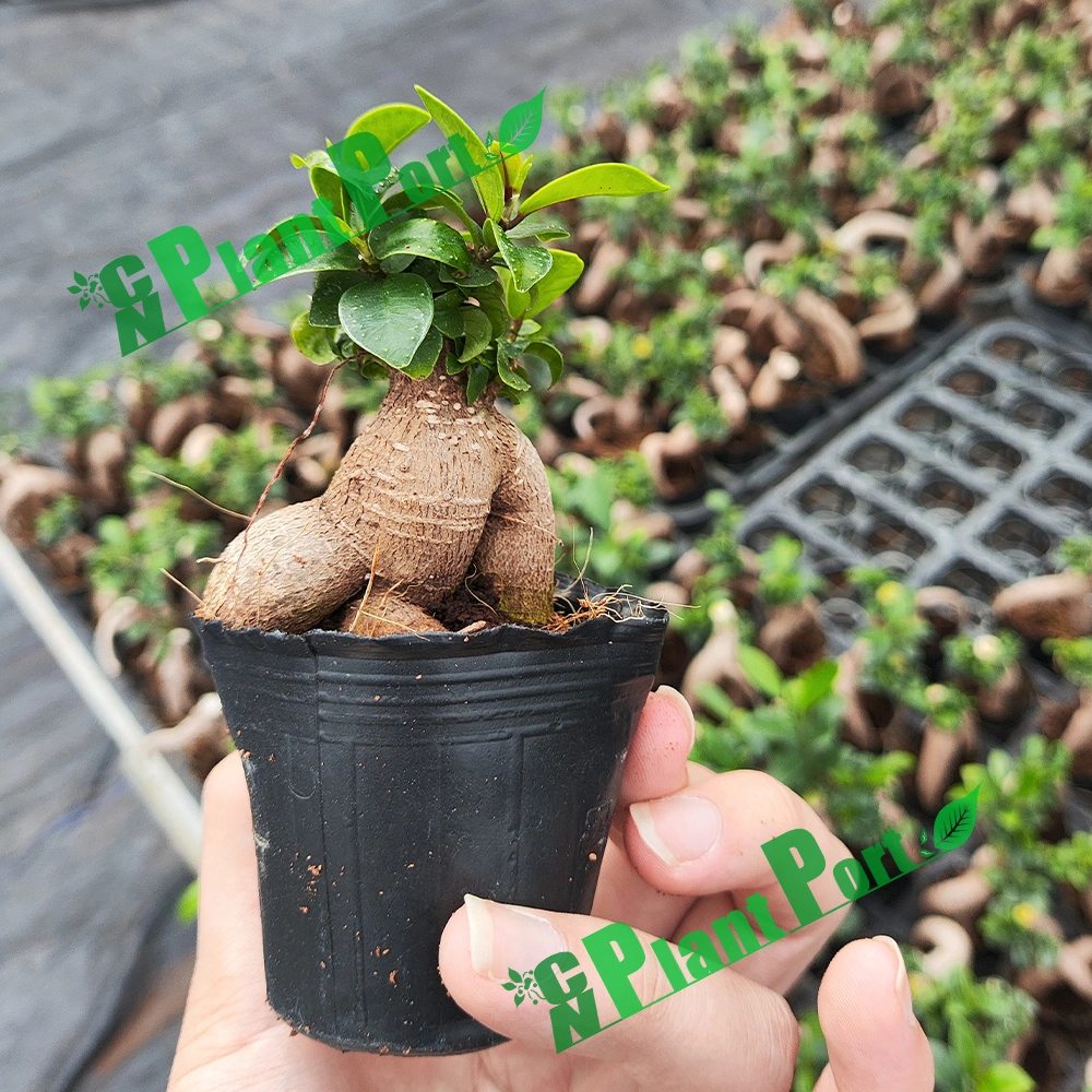 Wholesale Ginseng Ficus Microcarpa Mini Bonsai Live Plants Nursery Nude Root