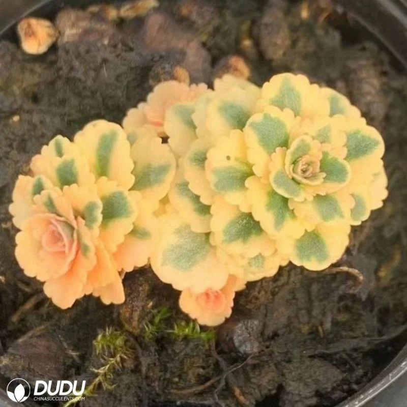 China Nursery Lovely Sedum Takesimense Variegated Natural Live Succulent for Sale