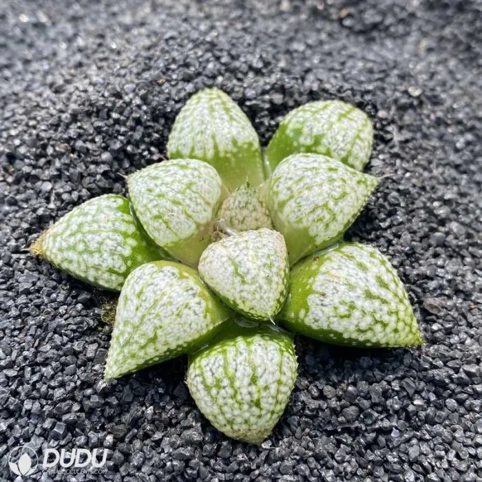 Dudu Wholesale China Supplier Haworthia Silver Amber Succulent Plants