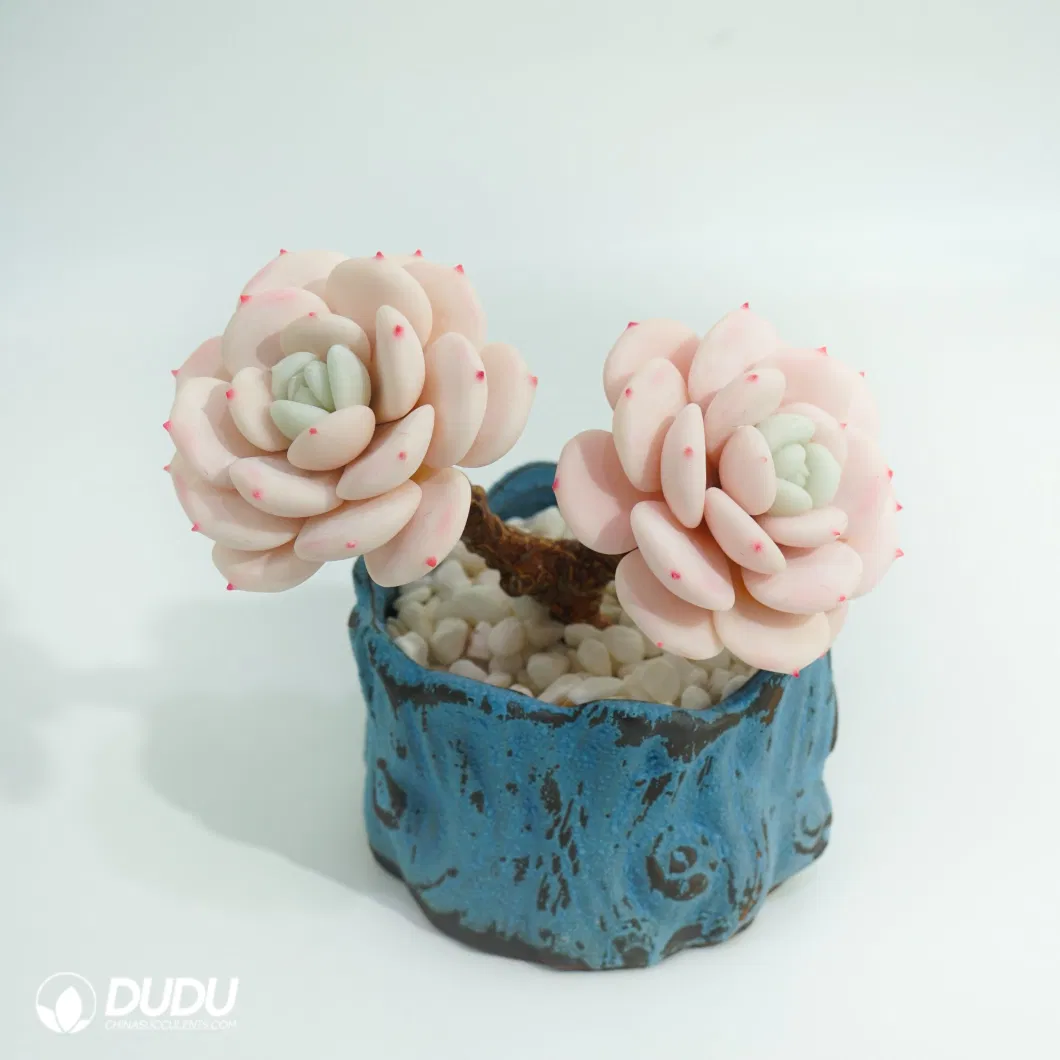 Dudu Factory Euphorbia Clay Echeveria Laui Moran &amp; Meyran Double-Head for Garden Decorative