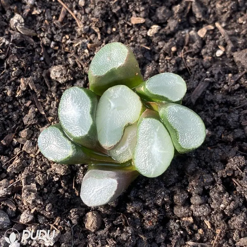 Dudu Wholesale Hot Sale Ou Dabao Haworthia Natural Live Succulent