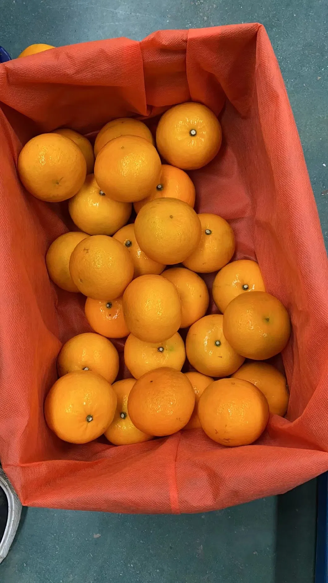 Fresh Sweet Mandarin Juicy Murcott Mandarin