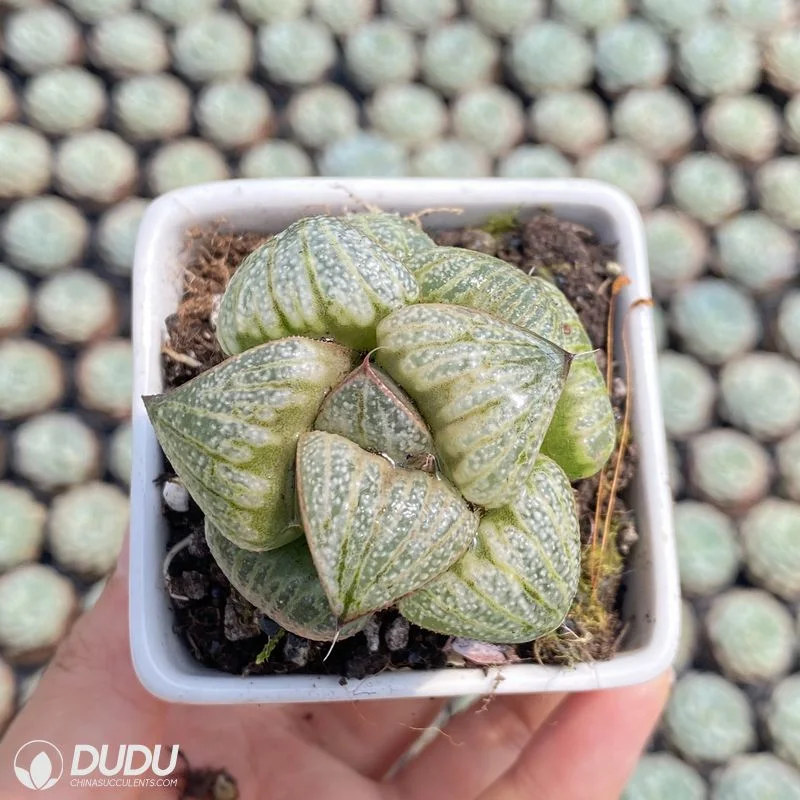 New Arrival Dudu Succulents Supplier Indoor/Outdoor Haworthia Silver Queen Natural Succulent Plants