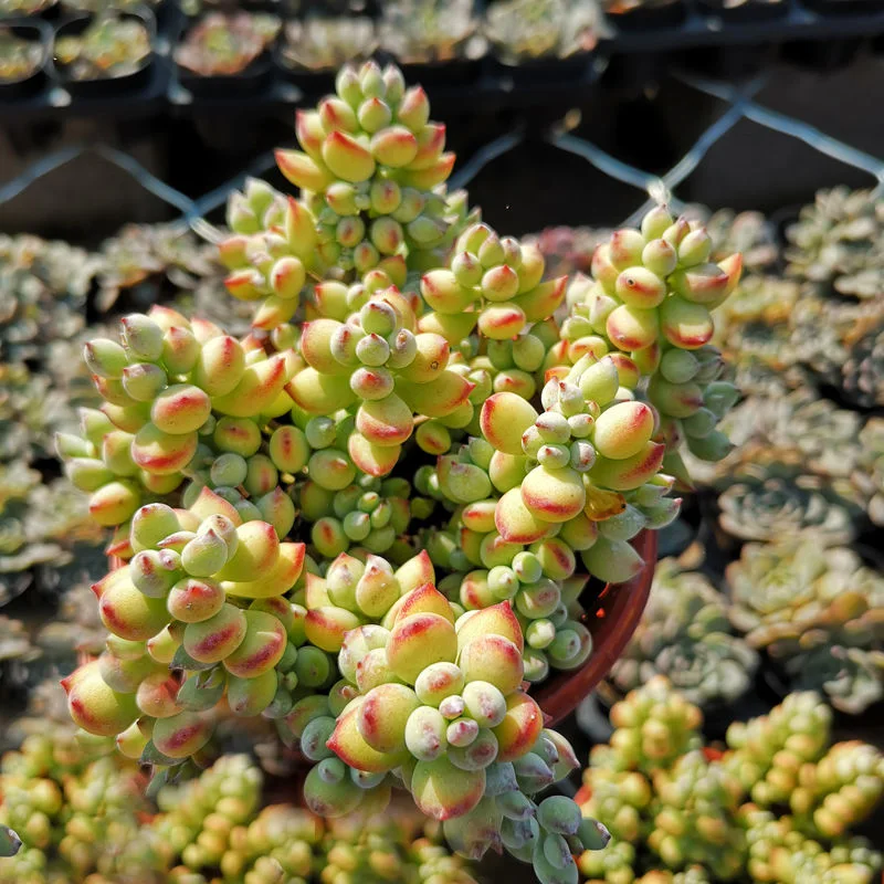 Cotyledon Pendens Living Succulent Bosai