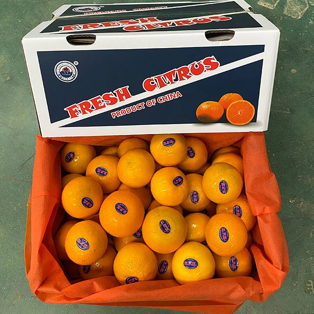 Fresh Sweet Mandarin Juicy Murcott Mandarin