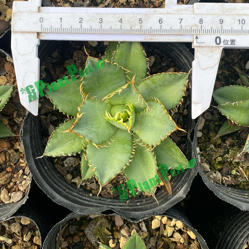 Blue White Whale Agave Titanota Hakug Live Plant Rare Succulent Indoor Nursery