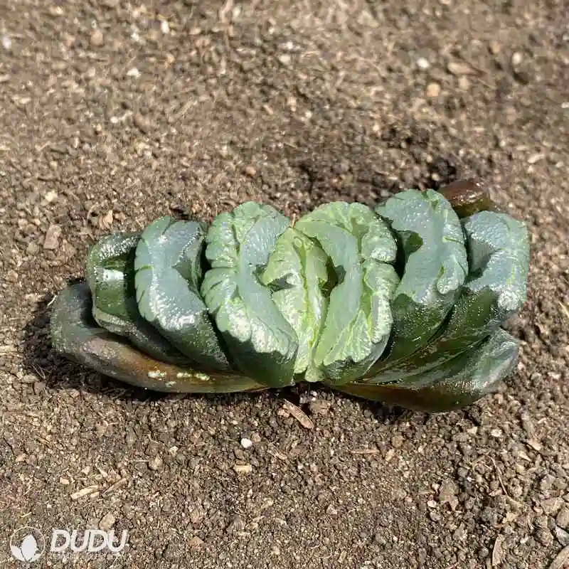 Dudu Wholesale Hot Sale Madama Butterfly Haworthia Natural Live Succulent