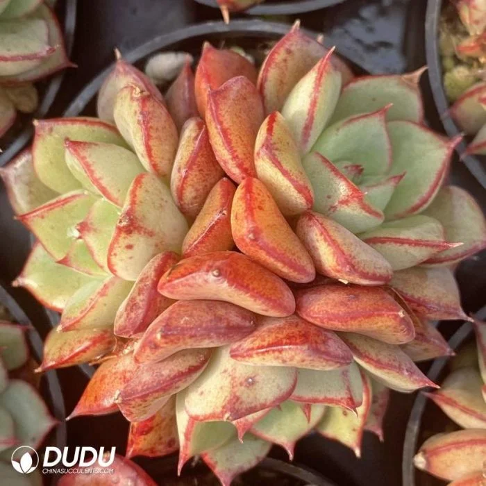 Dudu Wholesale Beautiful Echeveria Beluga Three-Headed Natural for Garden Decorative