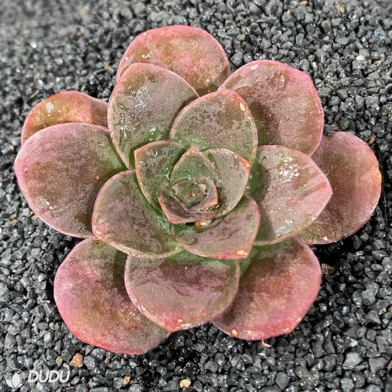 Dudu Like Floweing Aeonium Golden Parma Greenovia Natural Live Succulent