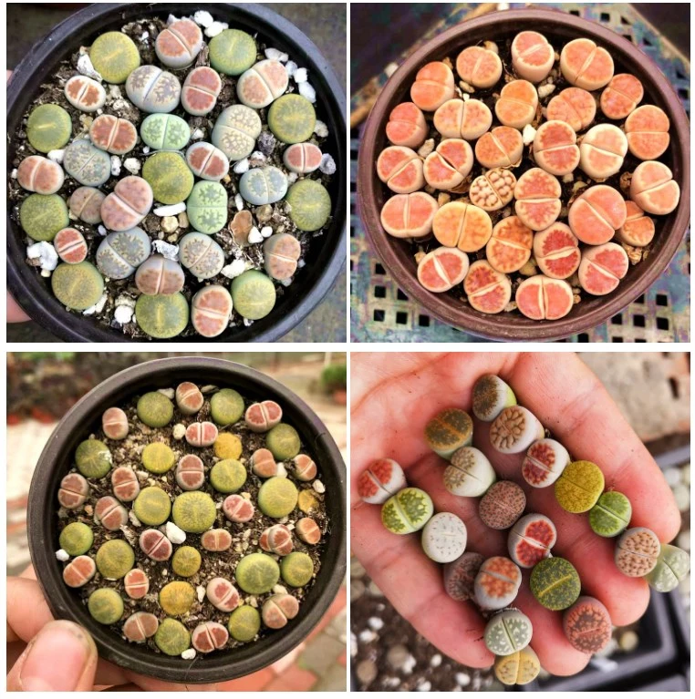 2020 Wholesale Cheap High Quality Natural Real Mini Lithops Succulent Plant for Indoor Plants