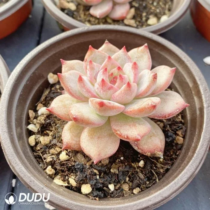 Dudu Popular Pink Scarletta Echeveria Natural Live Succulent