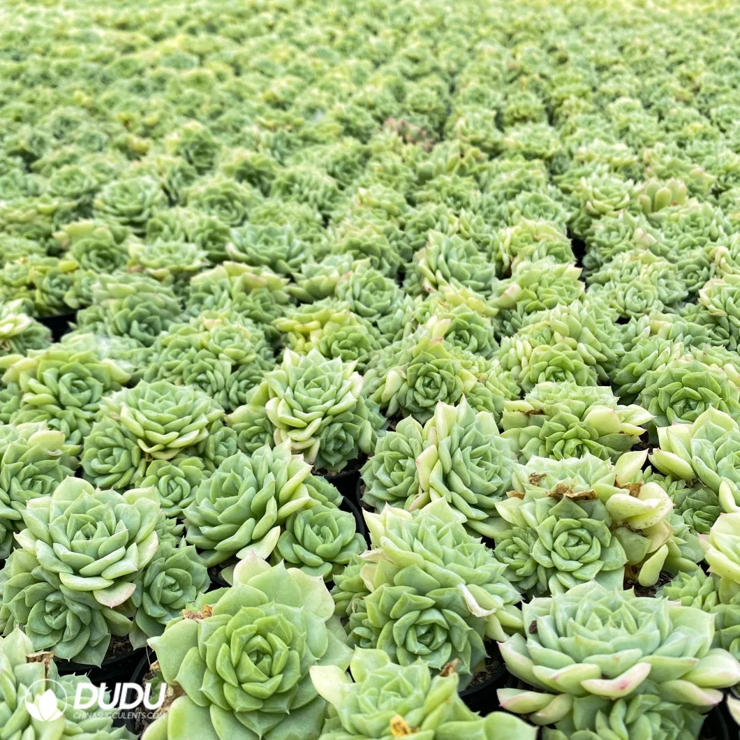 Dudu Wholesale Nursery Echeveria/Haworthia/Lithops/Aeonium/Cactus Colourful Rare Natural Live Succulent Plants