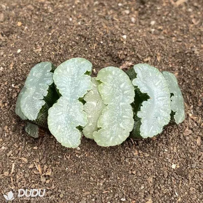 Dudu Pretty Mammo Haworthia Natural Live Succulent