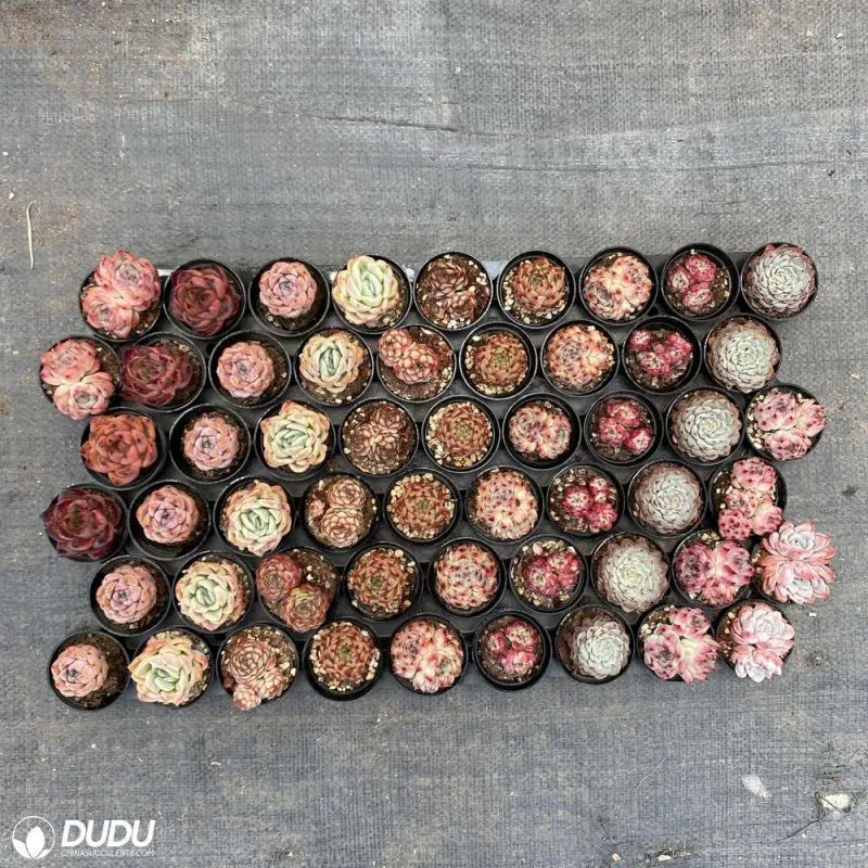 Dudu Outdoor Lovely Echeveria Collocation 54PCS Natural Live Succulent